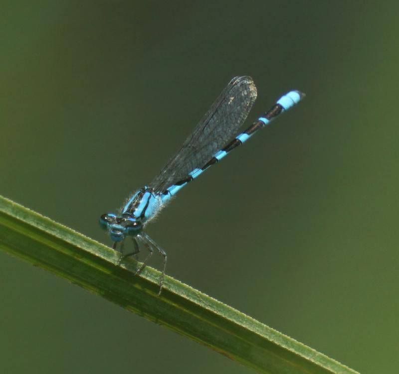 Photo of River Bluet