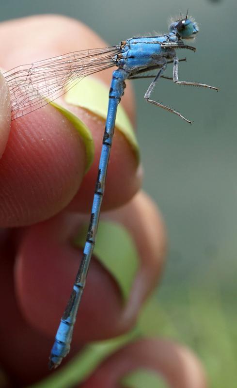 Photo of River Bluet