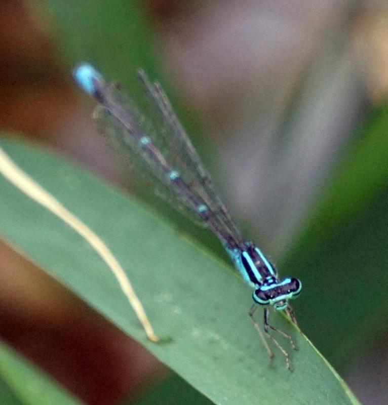 Photo of Stream Bluet