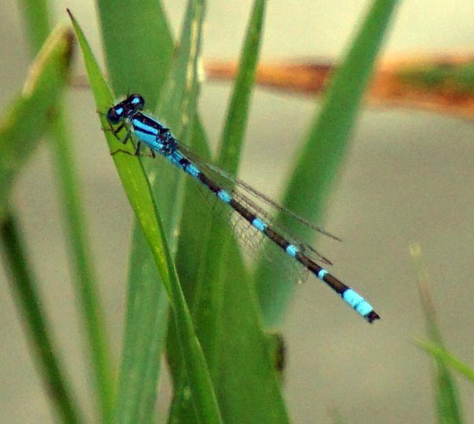 Photo of Tule Bluet