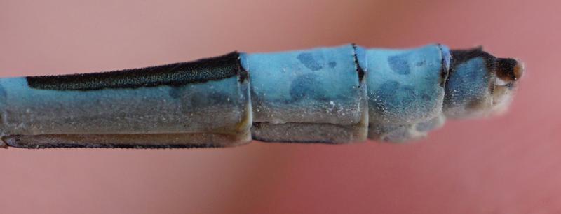 Photo of Tule Bluet