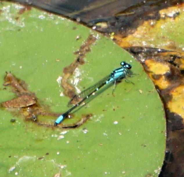 Photo of Skimming Bluet