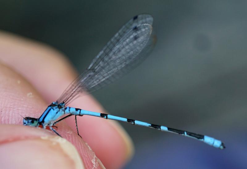 Photo of Marsh Bluet