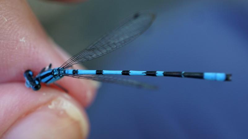 Photo of Marsh Bluet