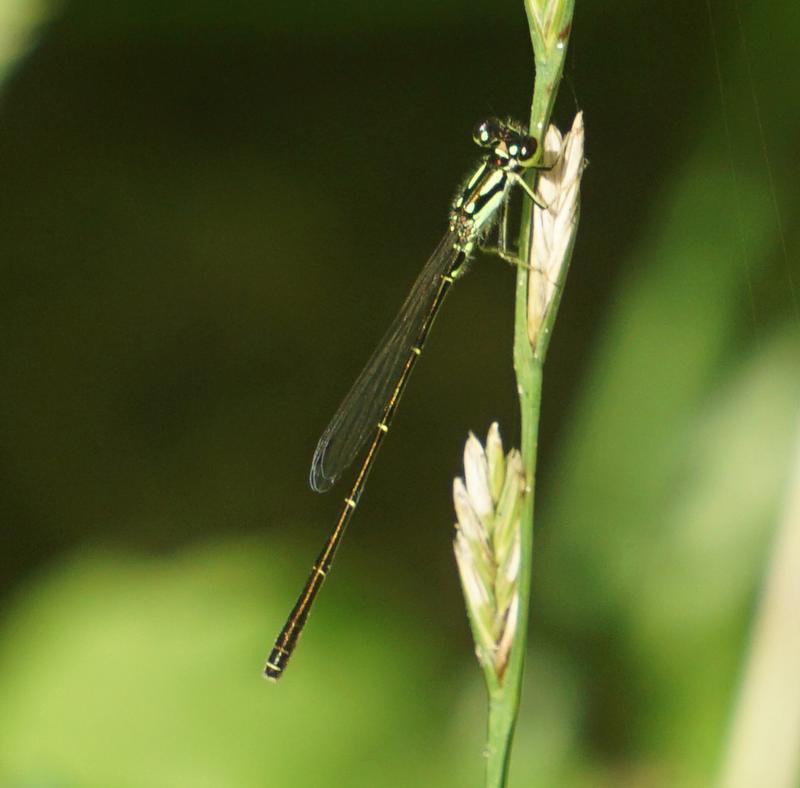 Photo of Fragile Forktail