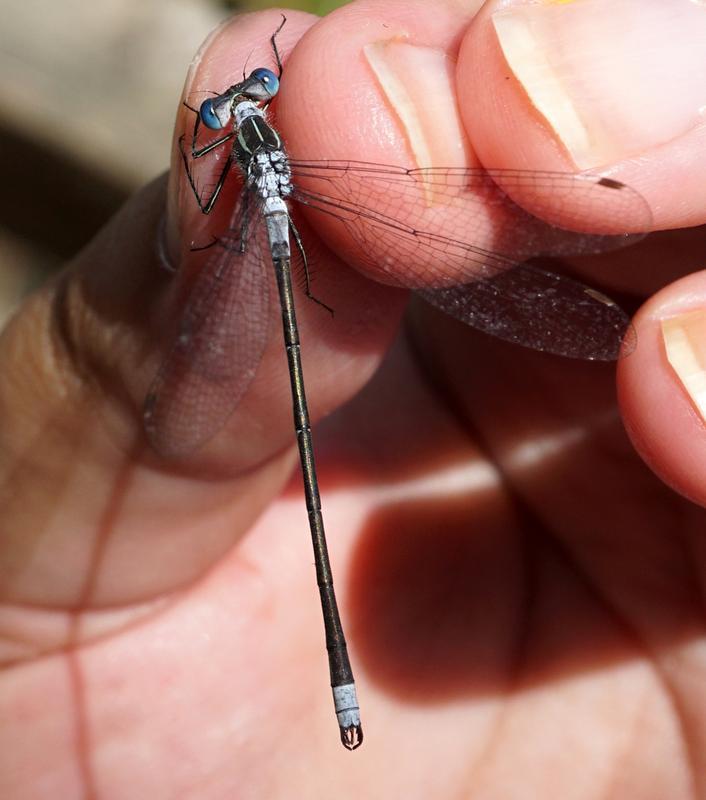 Photo of Northern Spreadwing