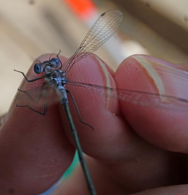 Photo of Northern Spreadwing