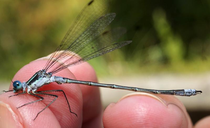 Photo of Northern Spreadwing