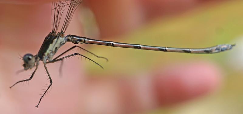 Photo of Spotted Spreadwing