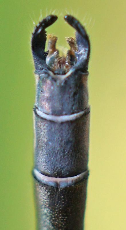 Photo of Spotted Spreadwing