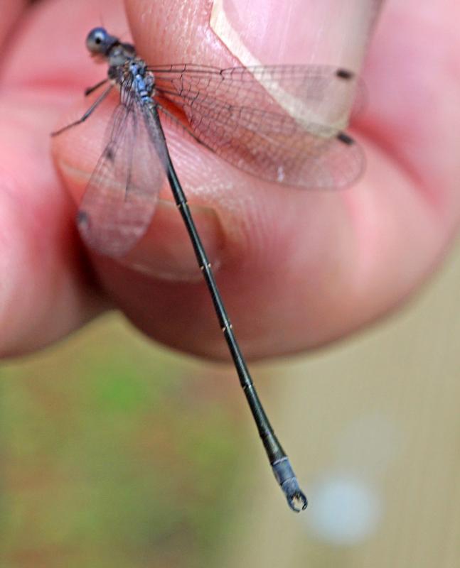 Photo of Spotted Spreadwing