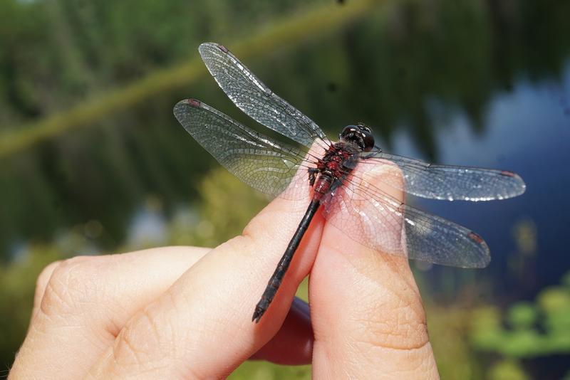 Photo of Crimson-ringed Whiteface