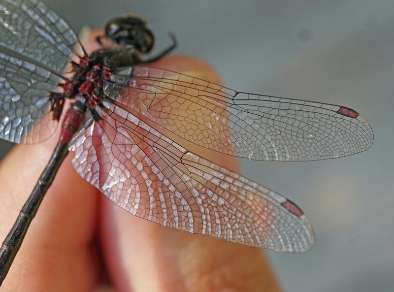 Photo of Crimson-ringed Whiteface