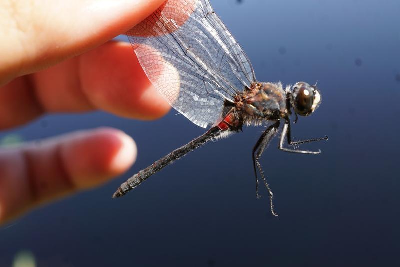 Photo of Crimson-ringed Whiteface