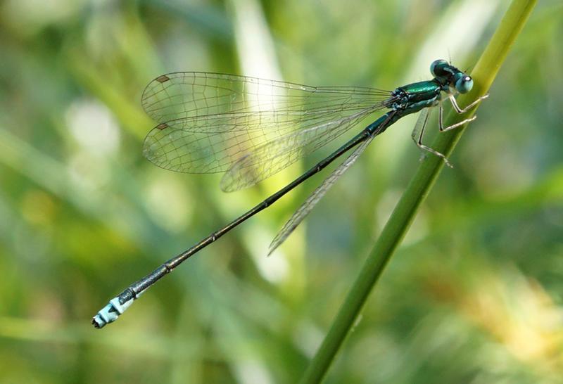 Photo of Sedge Sprite