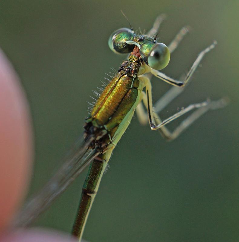 Photo of Sedge Sprite