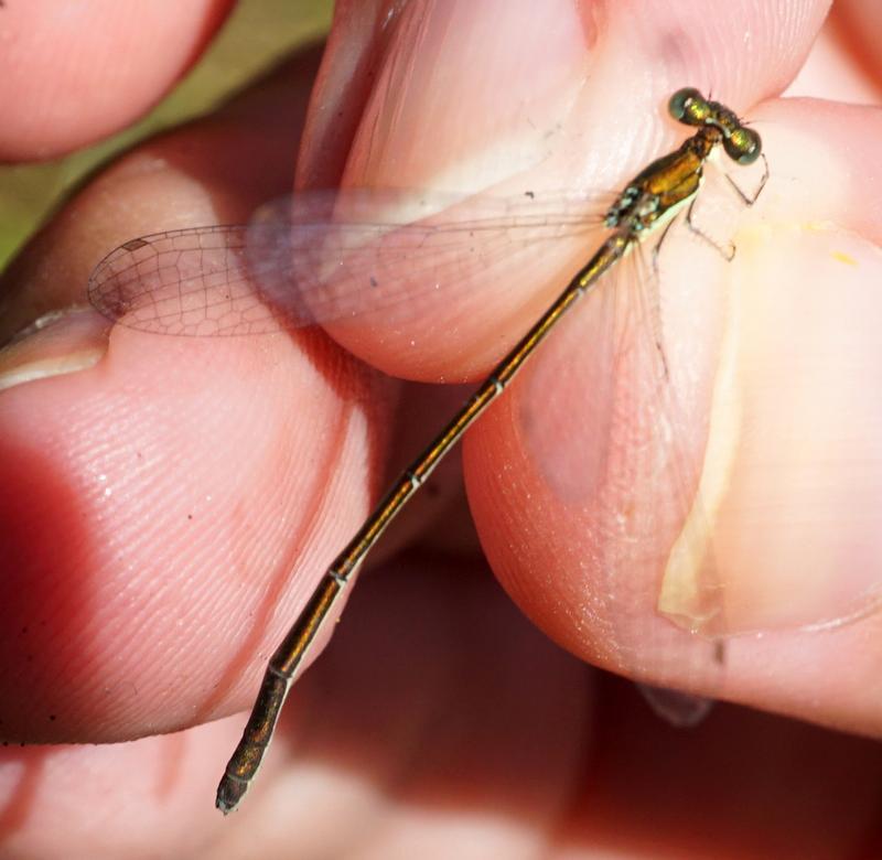 Photo of Sedge Sprite