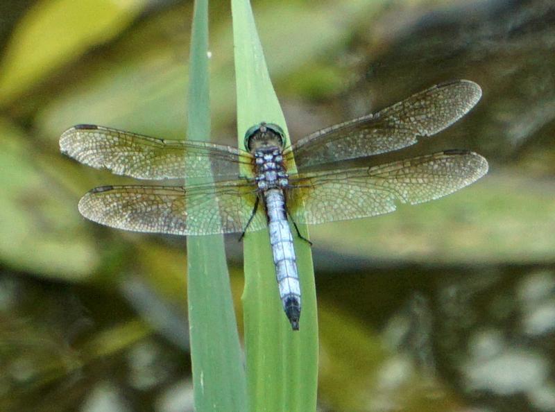 Photo of Blue Dasher