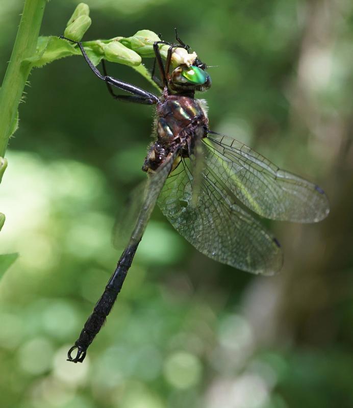 Photo of Clamp-tipped Emerald