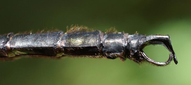 Photo of Clamp-tipped Emerald