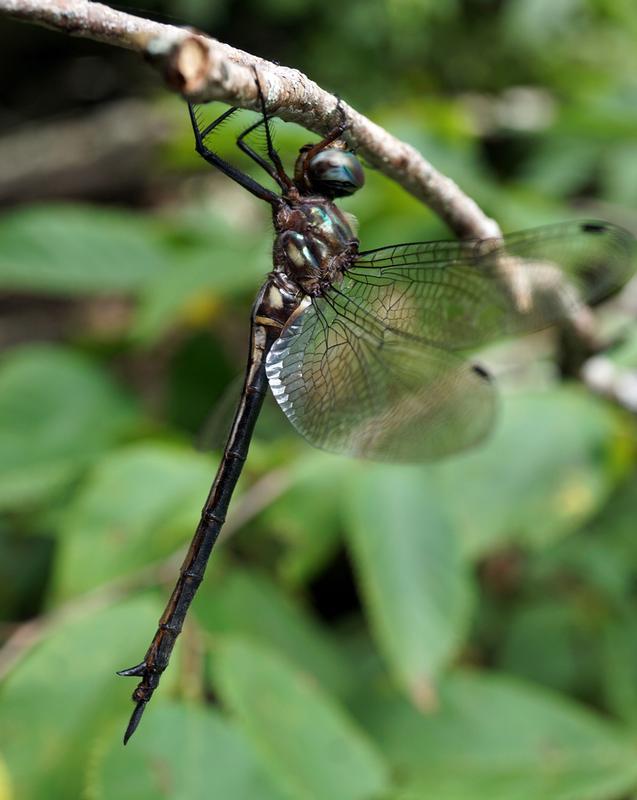 Photo of Clamp-tipped Emerald