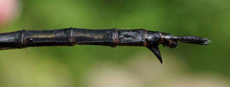 Photo of Clamp-tipped Emerald