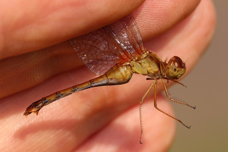 Photo of Autumn Meadowhawk