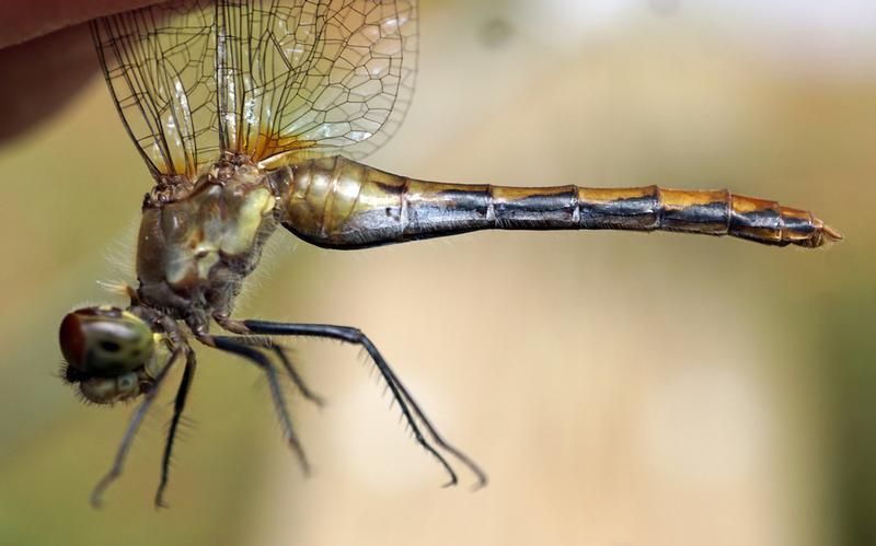 Photo of White-faced Meadowhawk