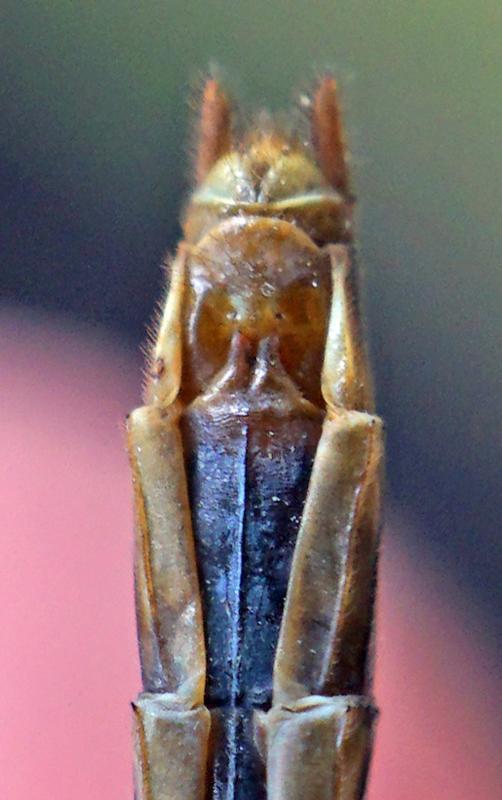 Photo of White-faced Meadowhawk