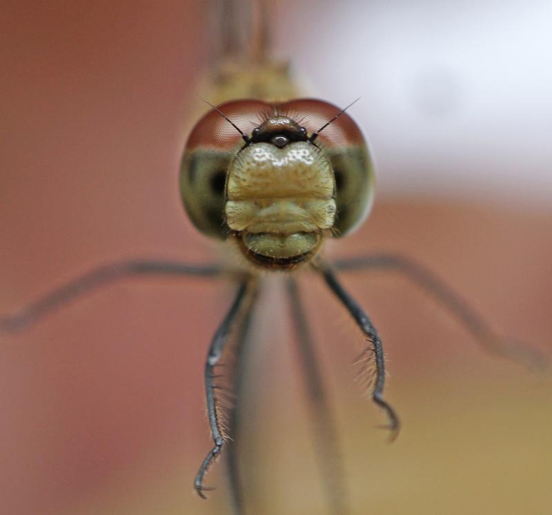 Photo of White-faced Meadowhawk