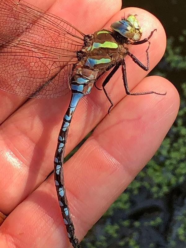 Photo of Lance-tipped Darner