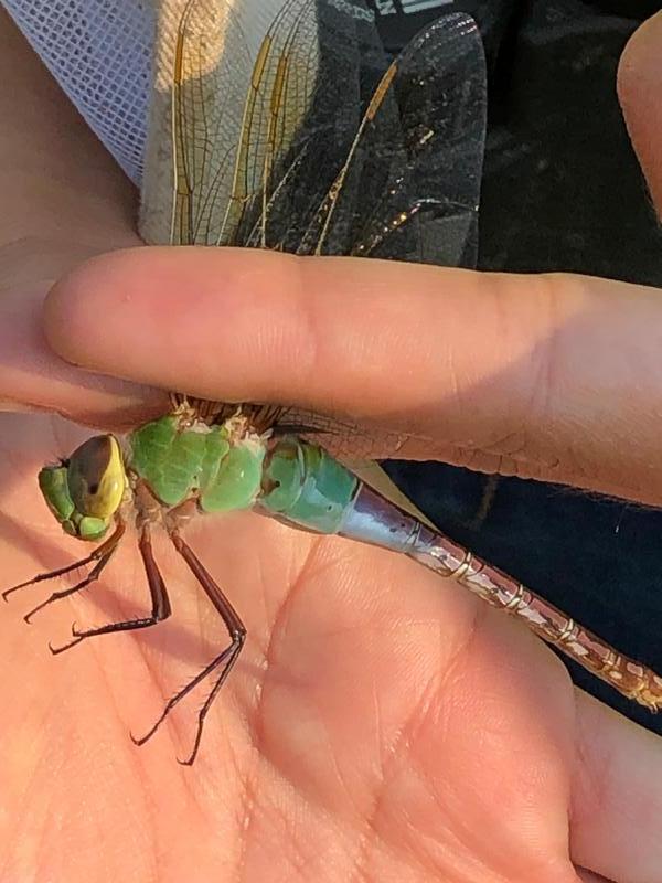 Photo of Common Green Darner