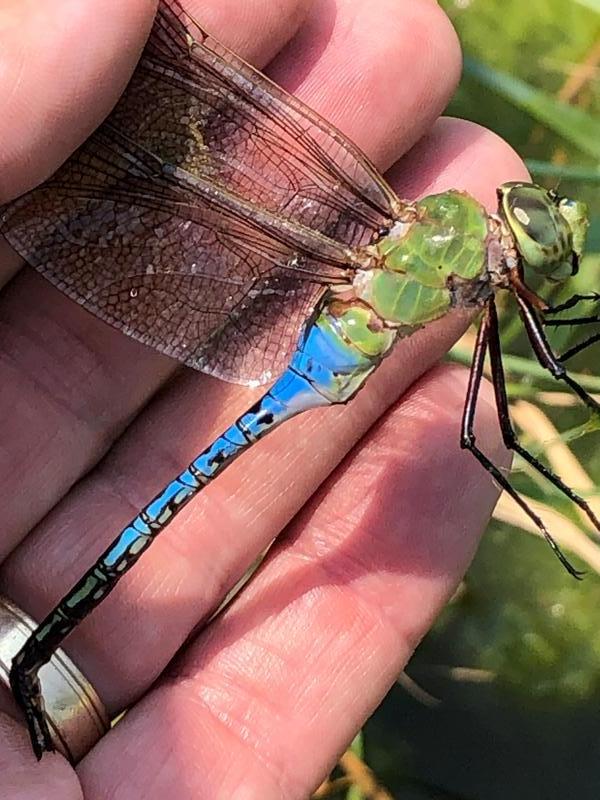 Photo of Common Green Darner