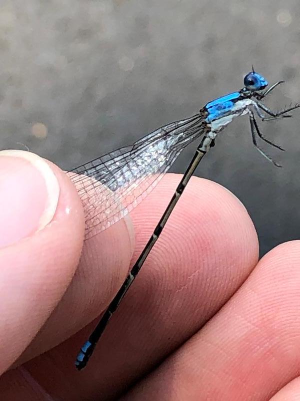 Photo of Blue-fronted Dancer