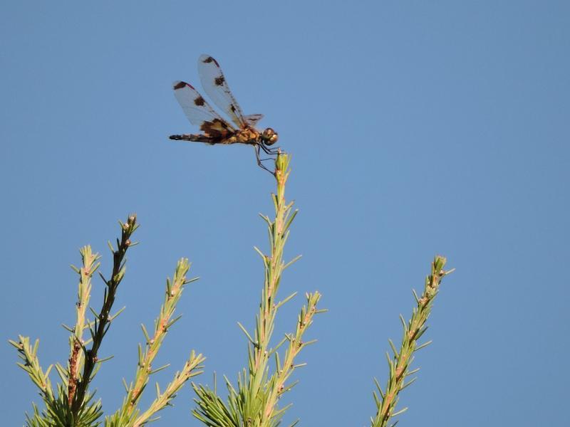 Photo of Calico Pennant