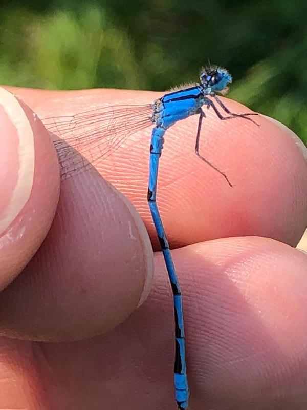 Photo of Familiar Bluet