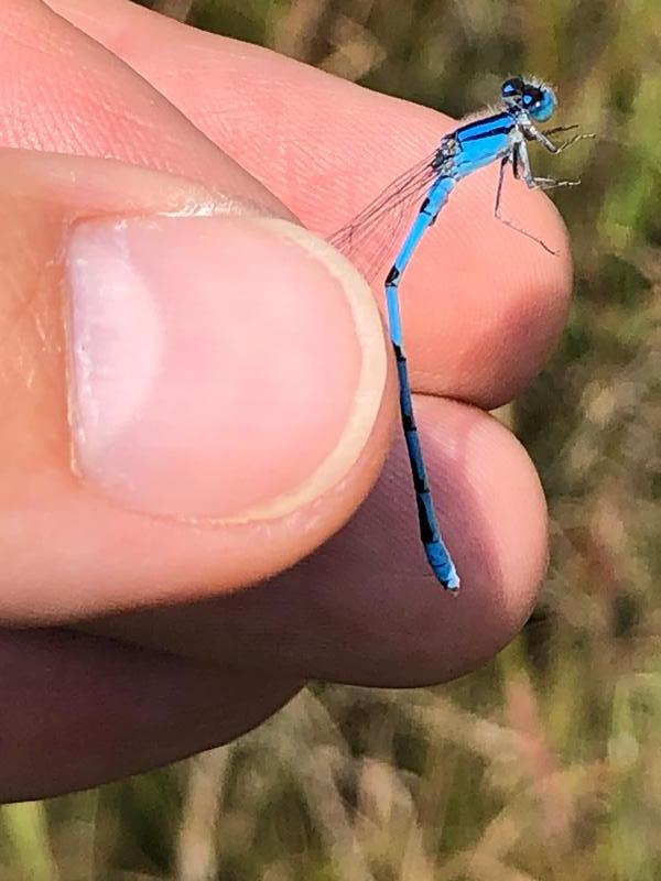 Photo of Familiar Bluet