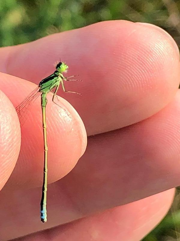 Photo of Eastern Forktail