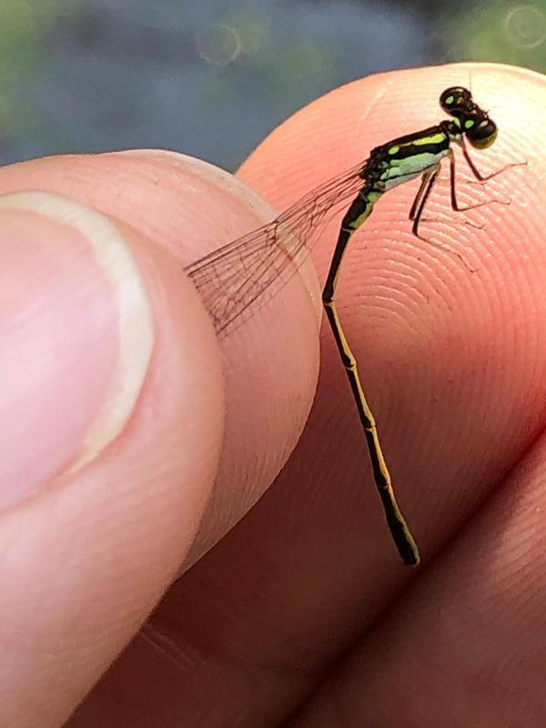 Photo of Fragile Forktail