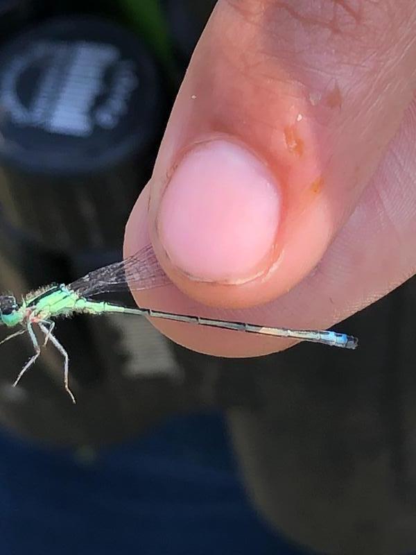 Photo of Eastern Forktail