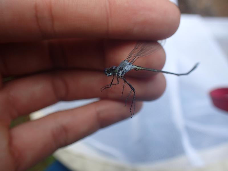 Photo of Swamp Spreadwing