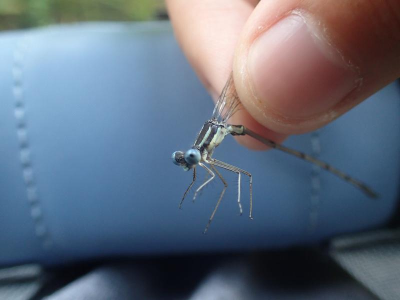 Photo of Slender Spreadwing