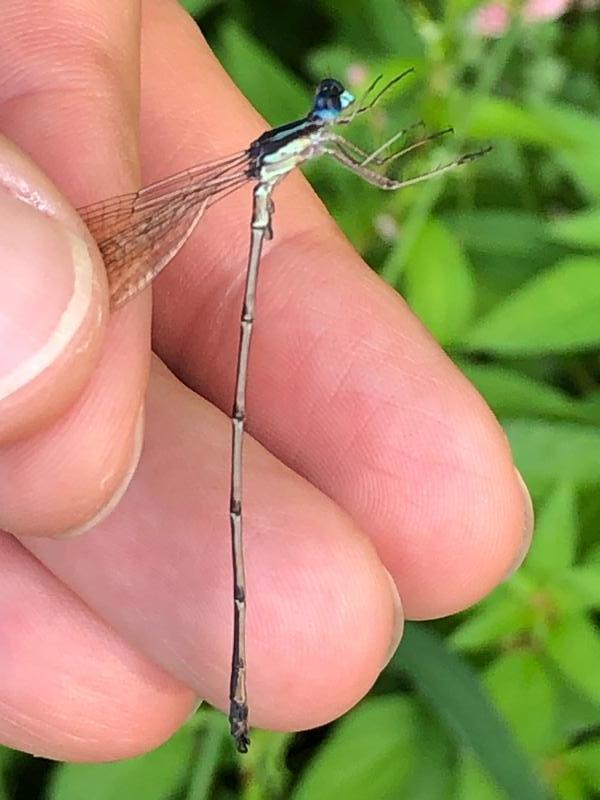 Photo of Slender Spreadwing