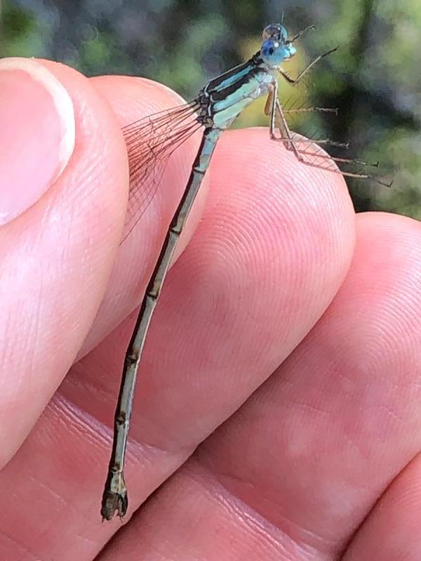 Photo of Slender Spreadwing