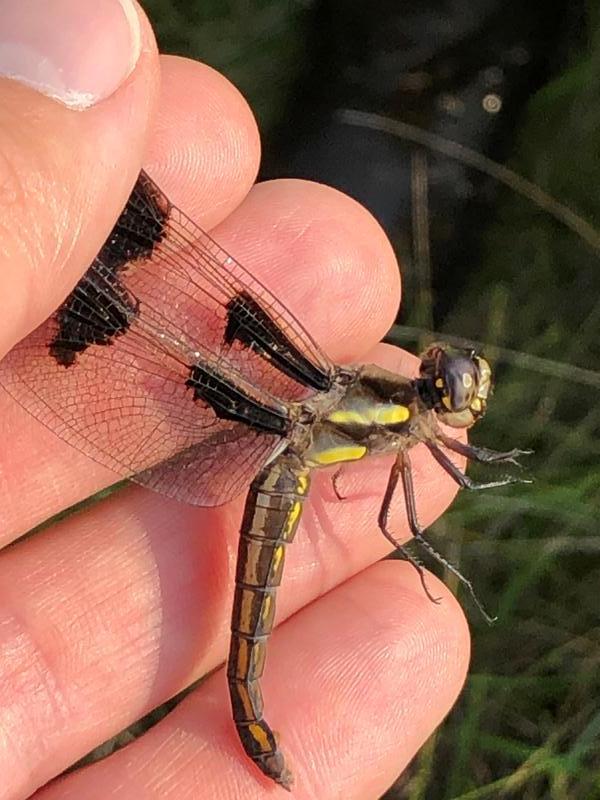 Photo of Twelve-spotted Skimmer