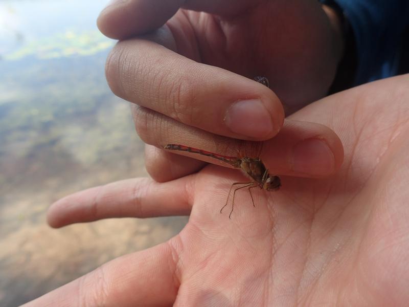 Photo of Autumn Meadowhawk