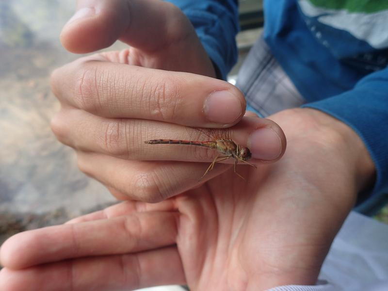 Photo of Autumn Meadowhawk