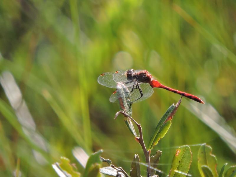 Photo of White-faced Meadowhawk