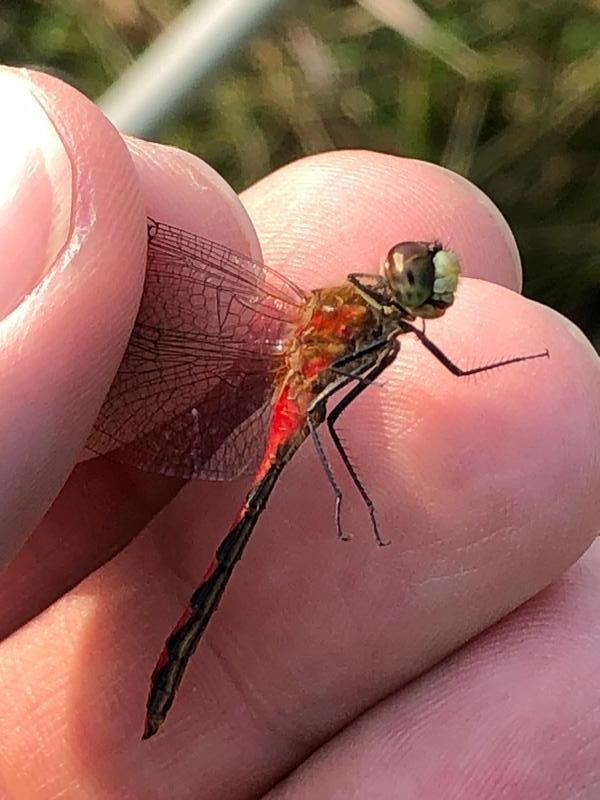 Photo of White-faced Meadowhawk