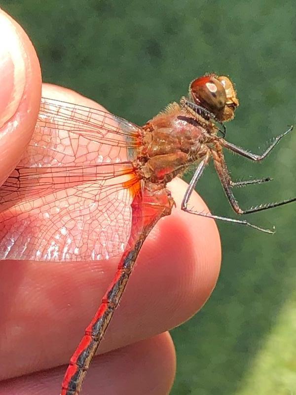 Photo of Ruby Meadowhawk